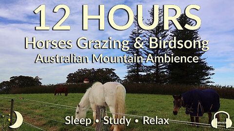 12 Hours of Horses Grazing & Birdsong | Australian Ambience for Sleep, Study & Relaxation