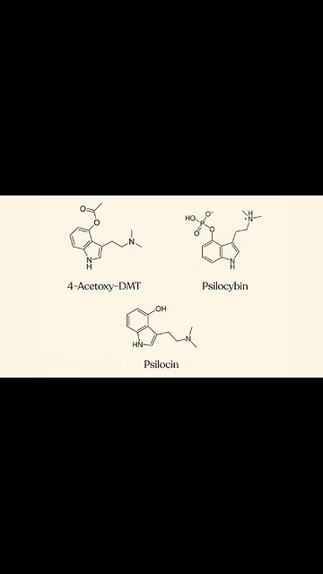 Mushroom Edibles at the Smoke Shop?