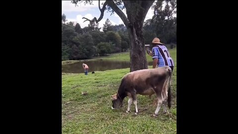 OX want some fun with man