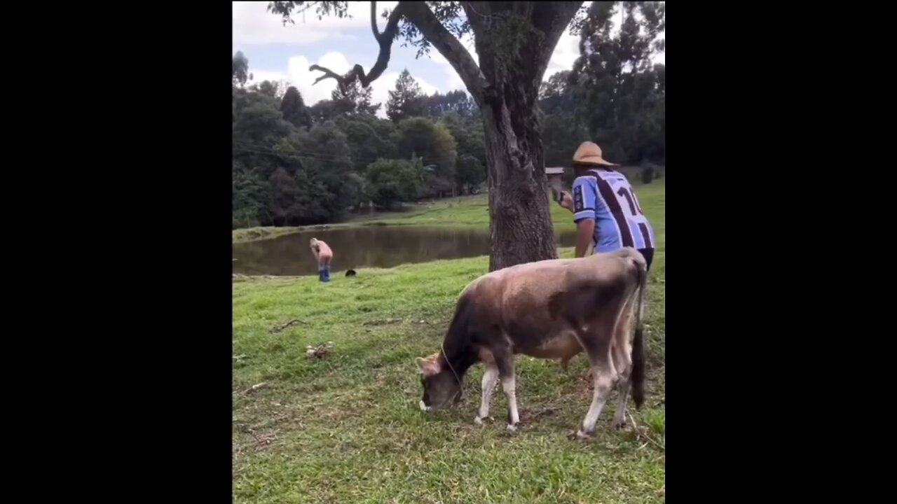 OX want some fun with man