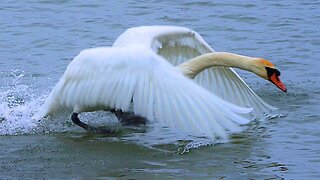 Mute Swan Team Huddle and Offensive Play. Territorial Behaviour
