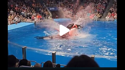 jessica dolphin accident
