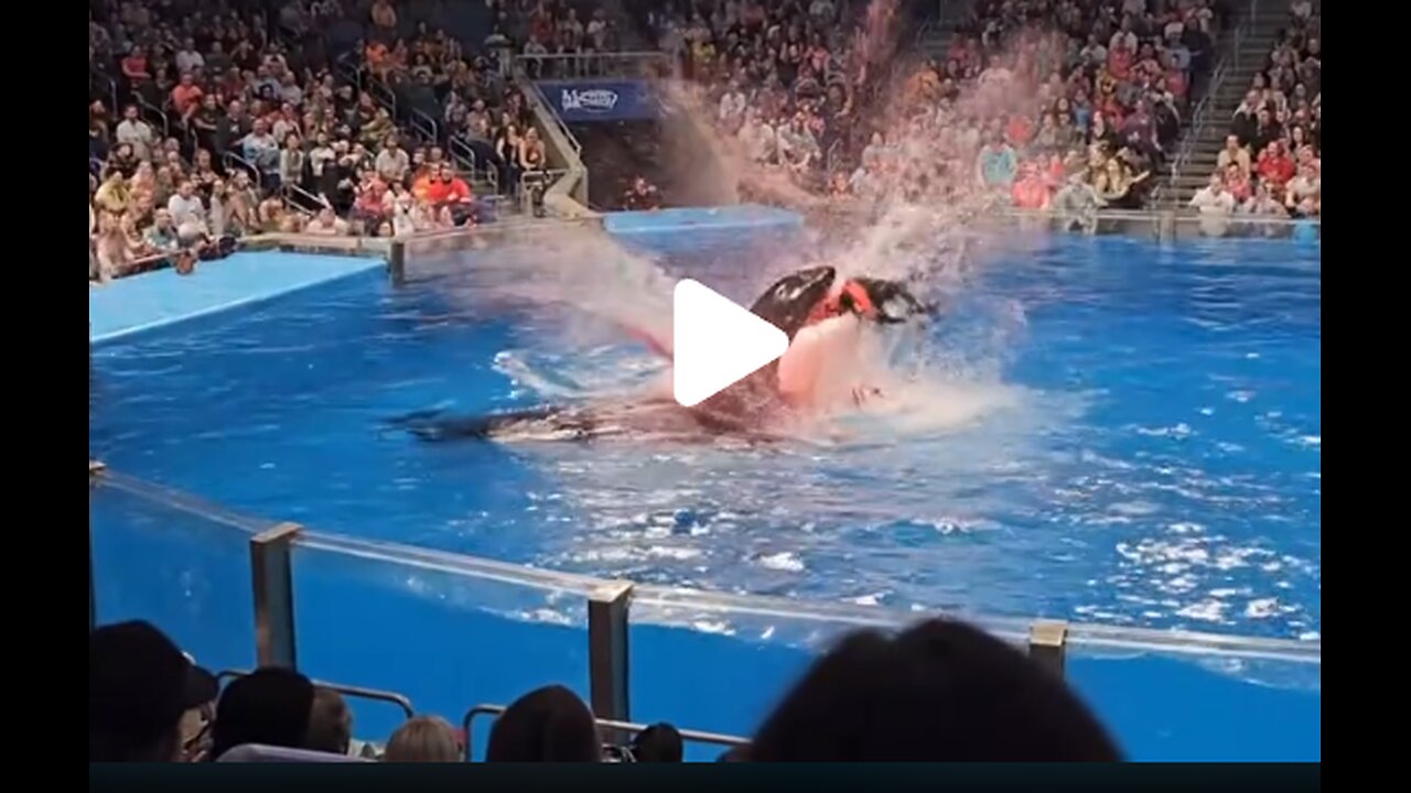 jessica dolphin accident