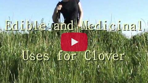 Clover: Edible and Medicinal Uses