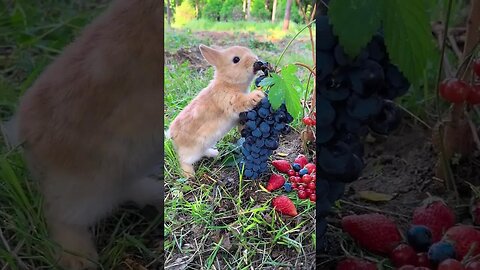 Little rabbit eating bursting grapes Cute pet debut plan Rabbit Pastoral cute pet