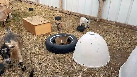 Baby Goats Playing