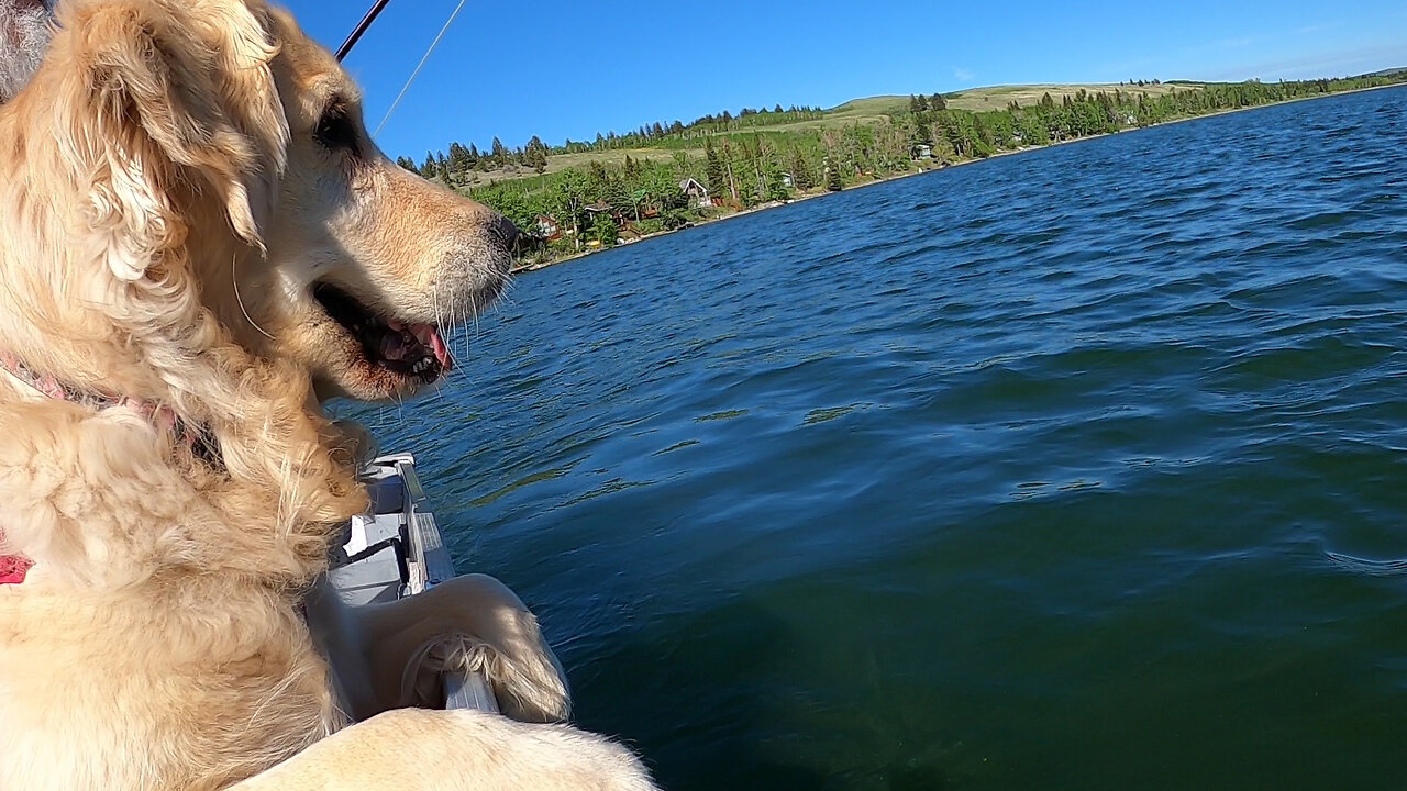 Five Year Old Golden Loves to Fish
