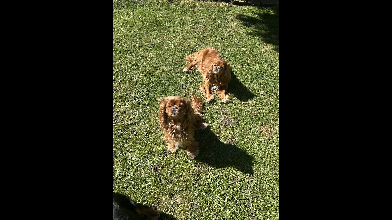 Cutie Cavaliers