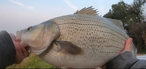 September 4, 2025: 21 lb Channel Cat, 18 lb Channel Cat & 12.5 lb Wiper