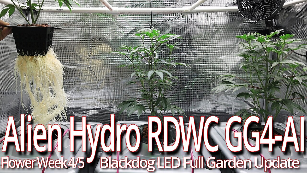 Alien Hydro RDWC GG4 Flower Week 4/5, Blackdog LED Full Garden Update