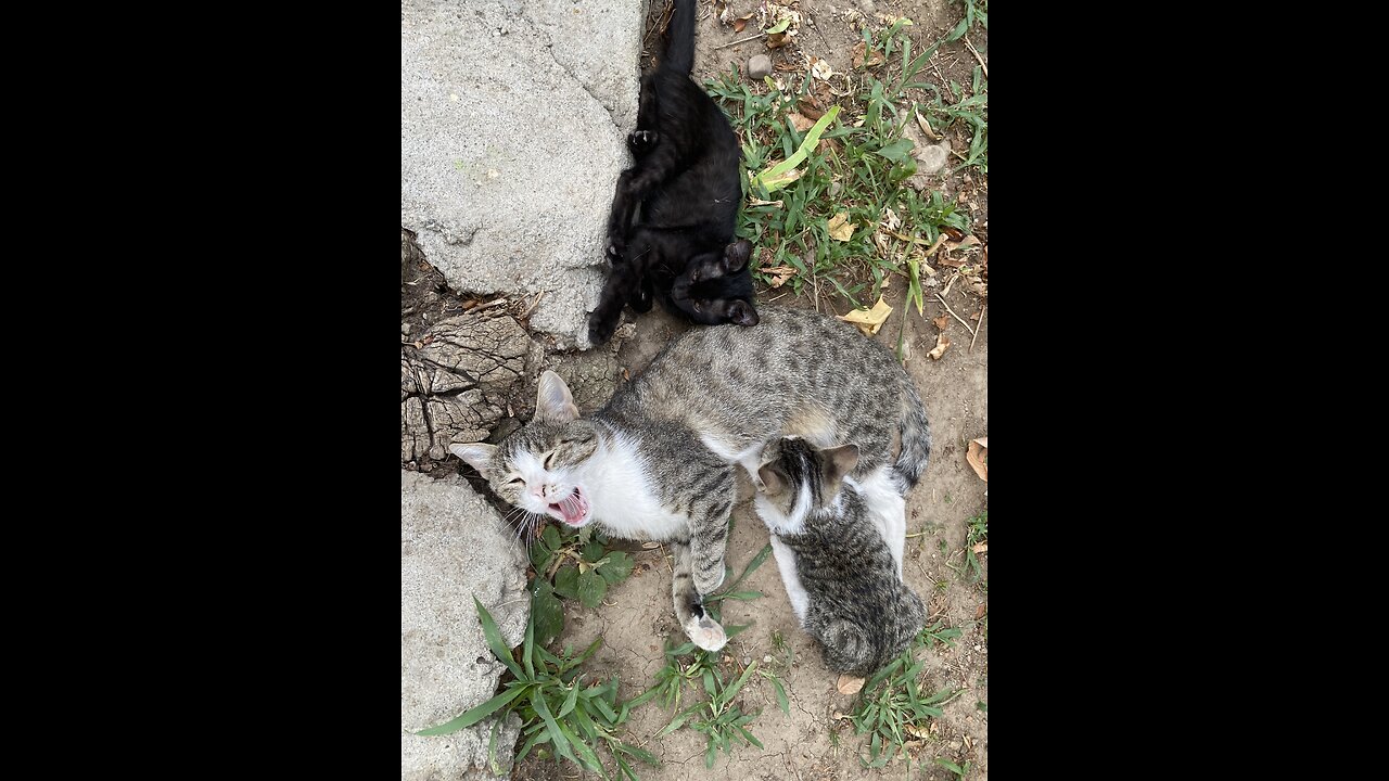 Just a cat
