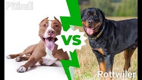 Rottweiler Puppy vs Pitbull puppy comparison