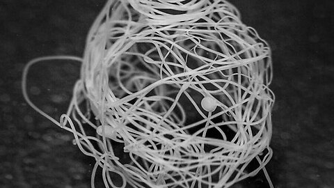 "Airplane-Dropped Fake Spiderwebs Used for Biologic Payload Delivery, Scientists Confirm"