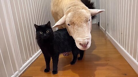 Who said Cats couldn't make friends