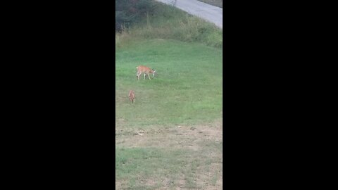 more deer