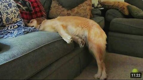 When Playtime Drains All Dog Energy 🤣 Funniest Tired Dogs Video 2025