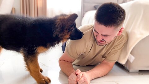 German Shepherd Puppy Attacks His Dad