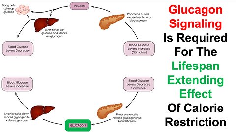 Glucagon Signaling Is Required For The Lifespan Extending Effect Of Calorie Restriction