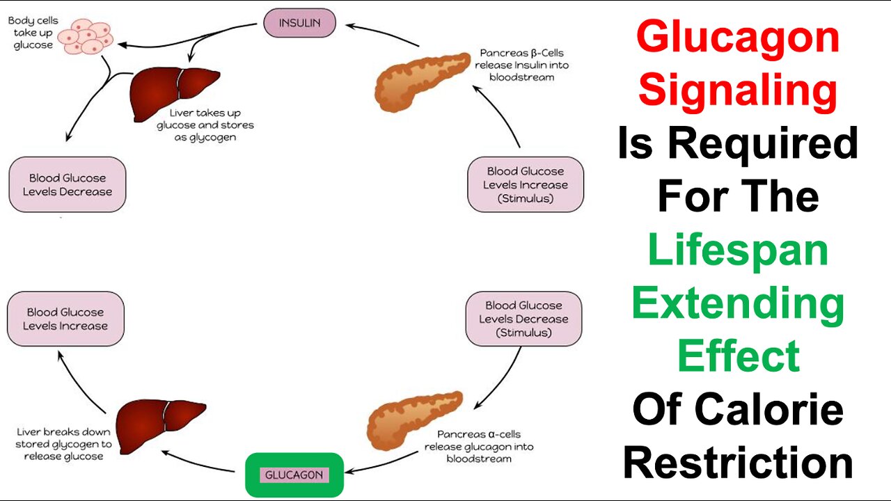 Glucagon Signaling Is Required For The Lifespan Extending Effect Of Calorie Restriction
