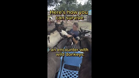 Here is how to survive an encounter with a herd of wild donkeys!