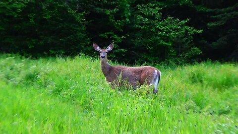 White-tailed deer