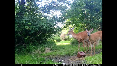 Deer Cam 07-22-2025 Game Cam Trail Cam