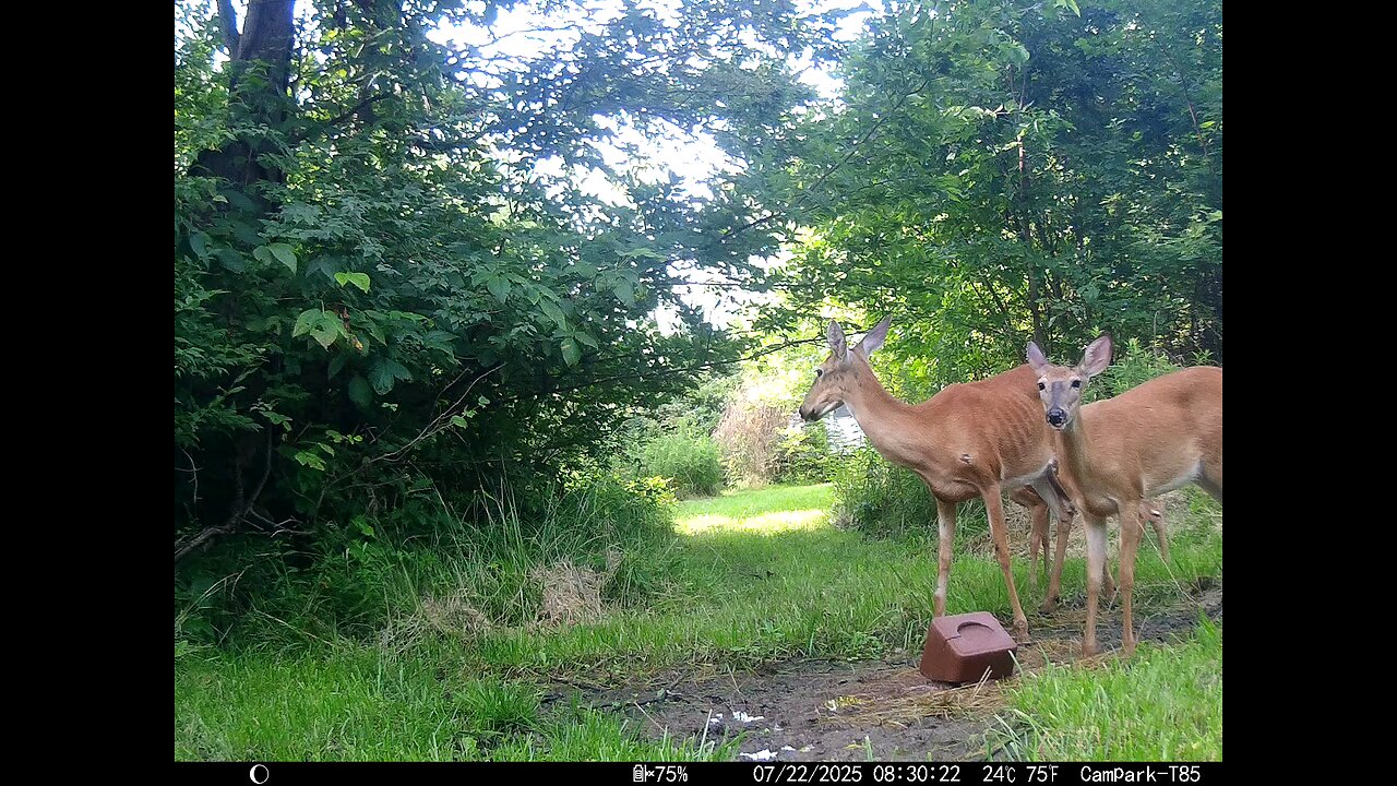 Deer Cam 07-22-2025 Game Cam Trail Cam
