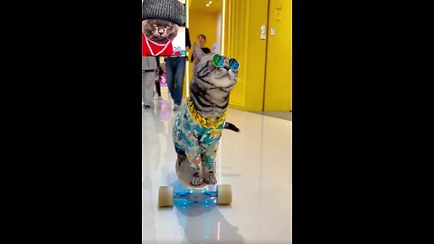 funny cat