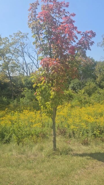 Some Early Fall Colors