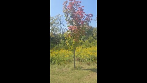 Some Early Fall Colors