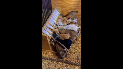 Feeding The Young Goats