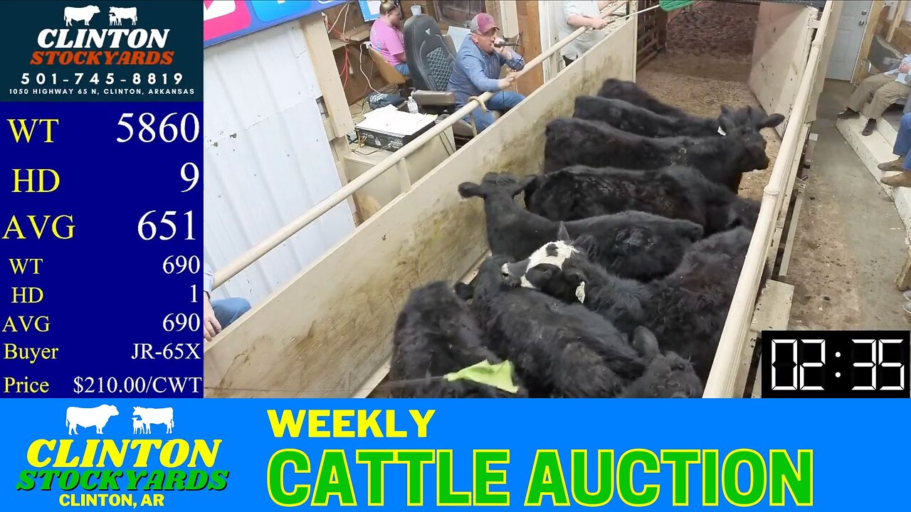 3/29/2025 - Cattle Auction - Clinton Stockyards