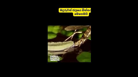 Have you ever seen mosquitoes lay eggs?🦟🙀