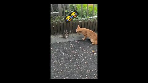 FUNNY Cat and Rat Moments That Will Make You LAUGH!