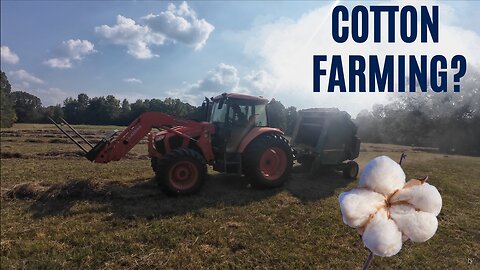 Our first cotton crop!