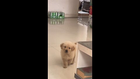 so cute puppy ♥️🥰#cute #puppy