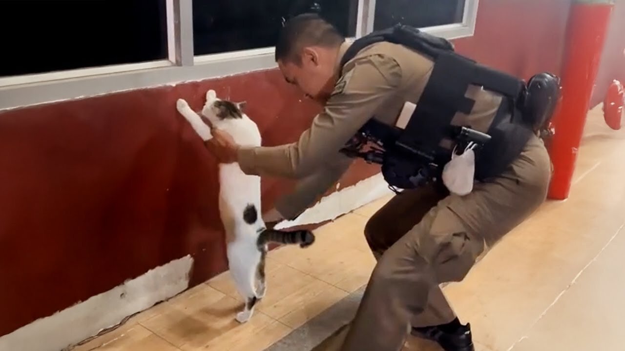 When Your Cat Gets Into Trouble…😂 Funny Cat and Human Videos 2025
