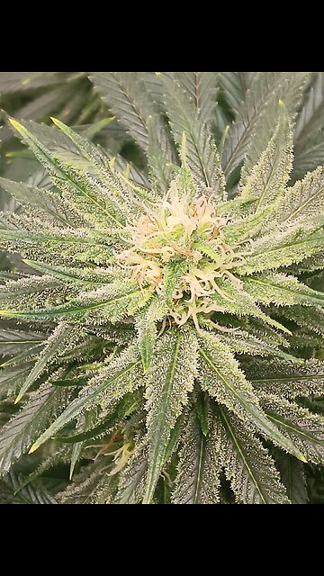 Wedding cheesecake week 13 day 5