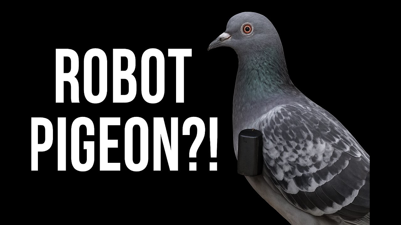 Robotic Pigeon EXPOSED: Hidden Camera Found Inside After Window Collision!