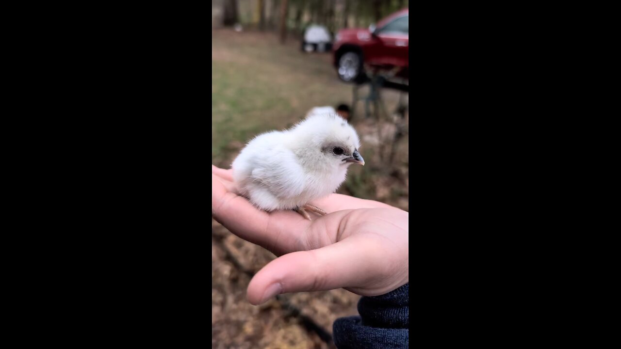 zombie chick