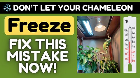 Don’t Let Your Chameleon Freeze! ❄️ The #1 Temperature Mistake Owners Make (Must Watch!)