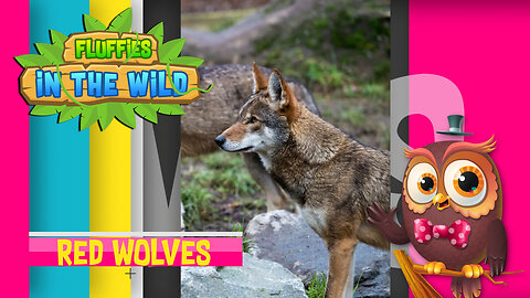 Fluffies in the Wild - Red Wolves