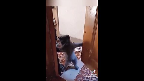 Cats in front of the door😂