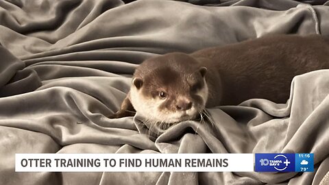 Meet 'Splash': The Asian small-clawed otter is being trained to search for missing people