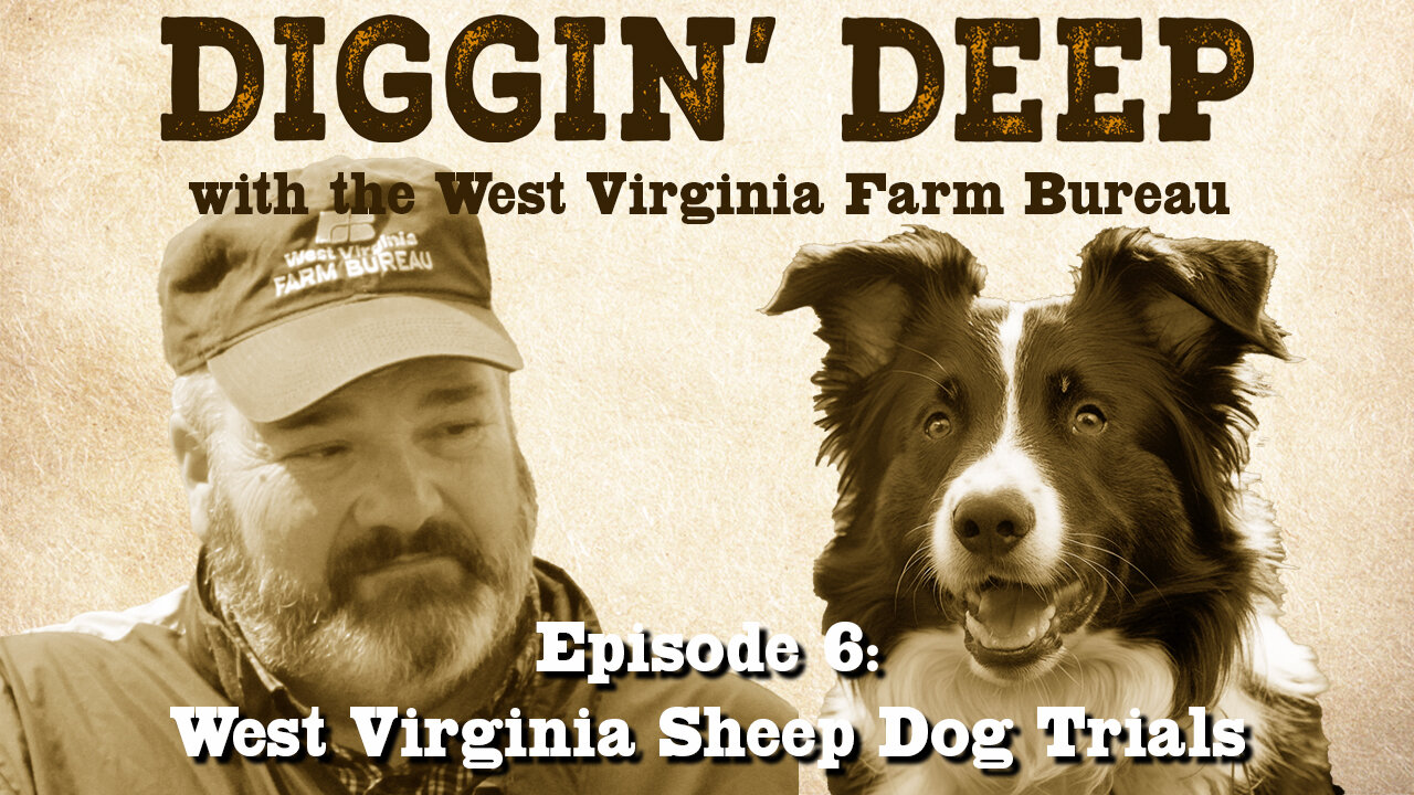 Episode 6 - The West Virginia Sheep Dog Trials