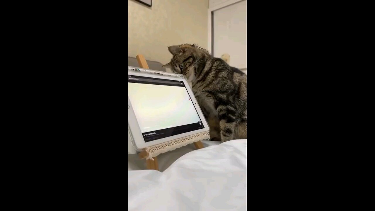 Just Cats being Cats😹