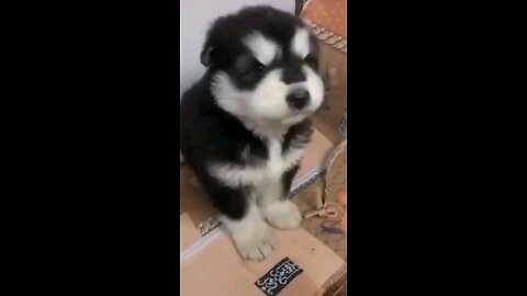 Cute husky puppy 😍