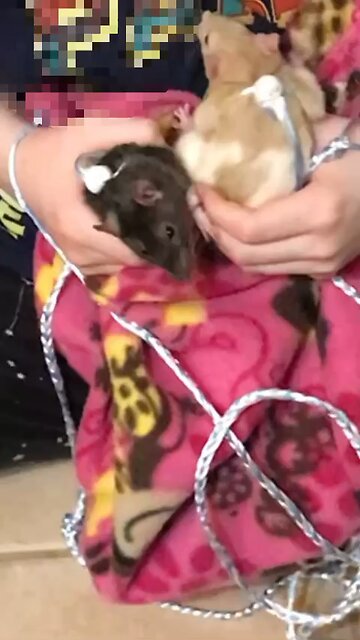 Young Fancy Rats Enid and Wednesday On Their Harnesses