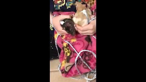 Young Fancy Rats Enid and Wednesday On Their Harnesses