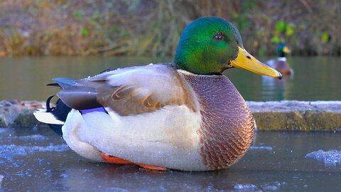 Mallard Duck Drake Plants Himself in Front of Me on a Frozen Mud